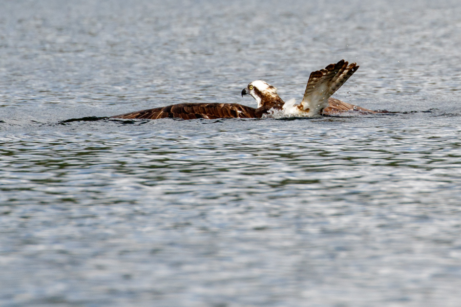 Osprey