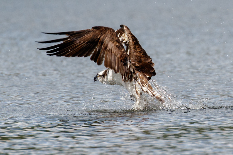 Osprey