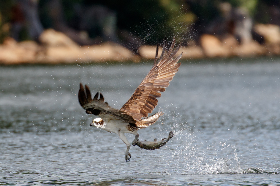 Osprey