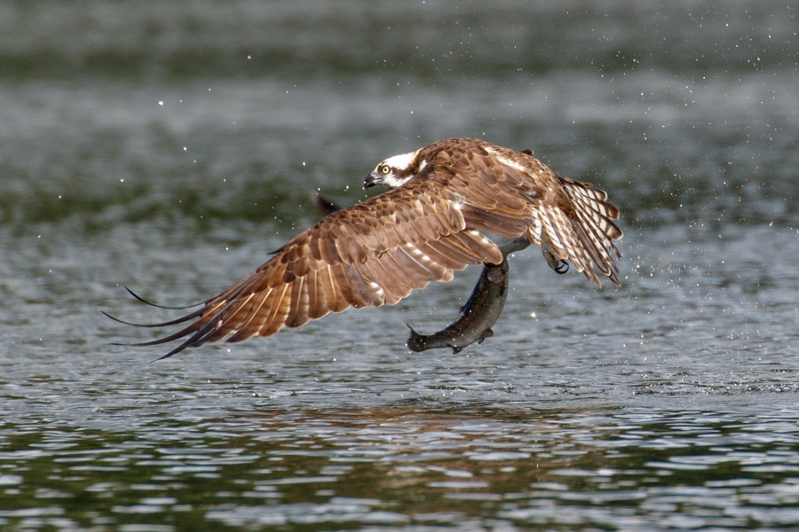 Osprey