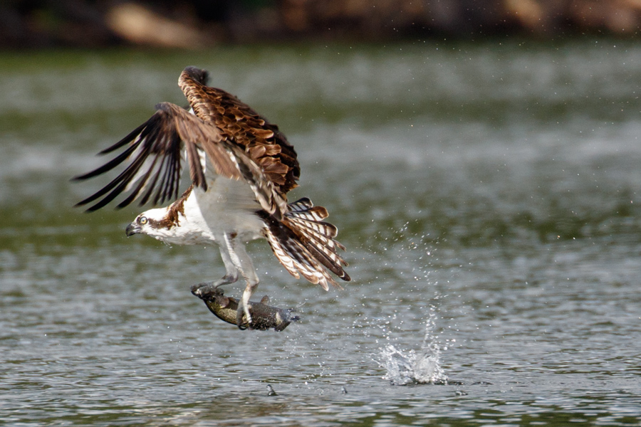 Osprey