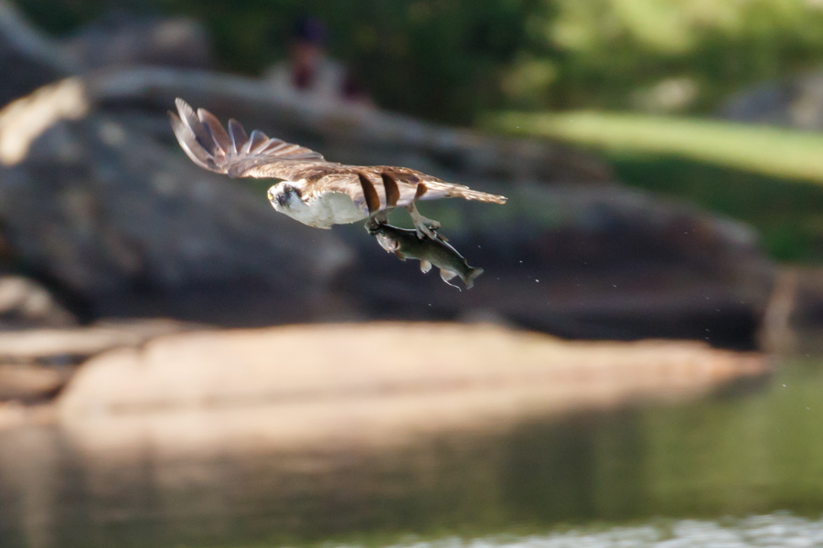 Osprey