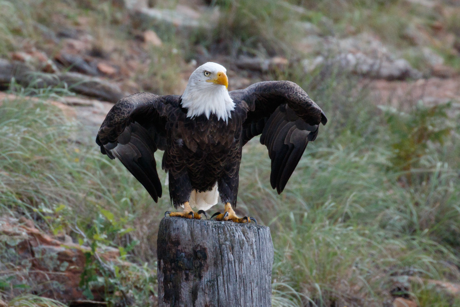 Bald Eagle