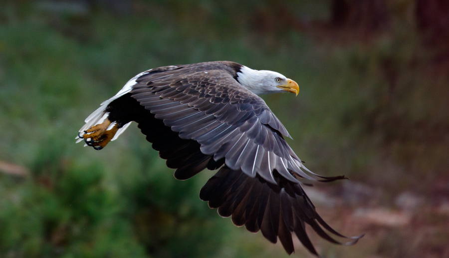 Bald Eagle