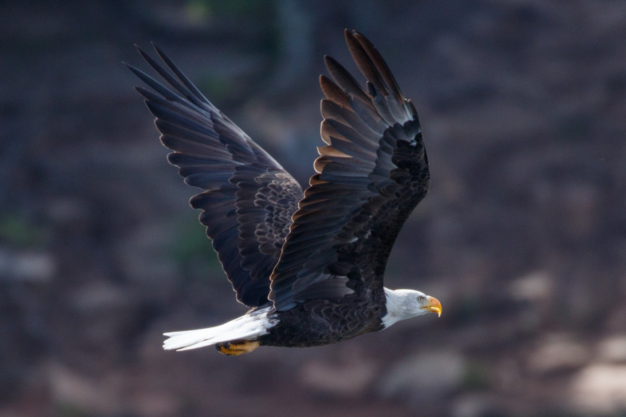 Bald Eagle