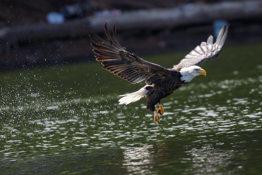 Bald Eagle