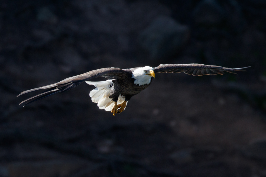 Bald Eagle