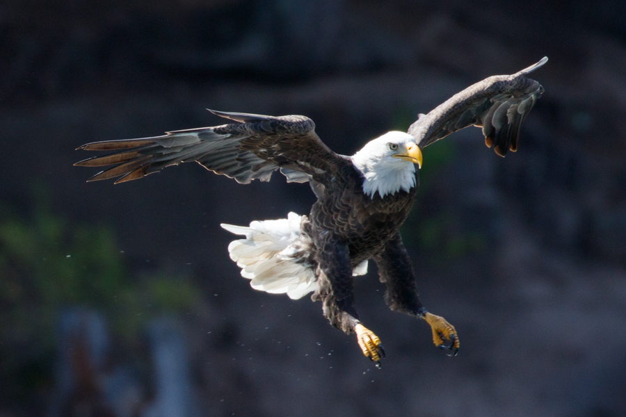 Bald Eagle