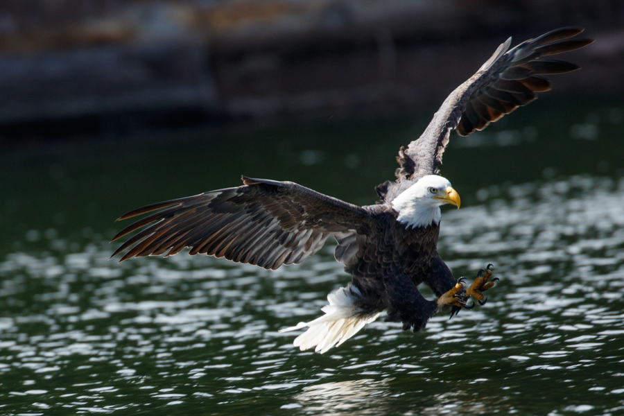 Bald Eagle