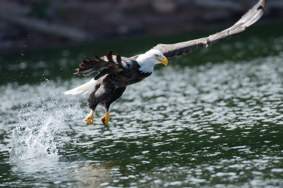 Bald Eagle