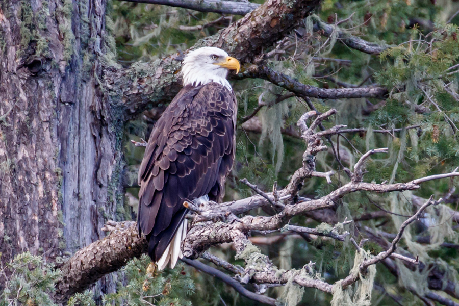 Bald Eagle