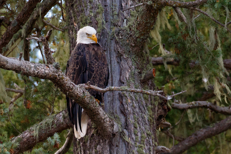 Bald Eagle