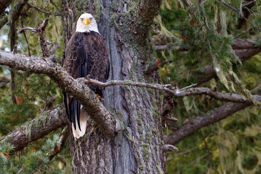 Bald Eagle