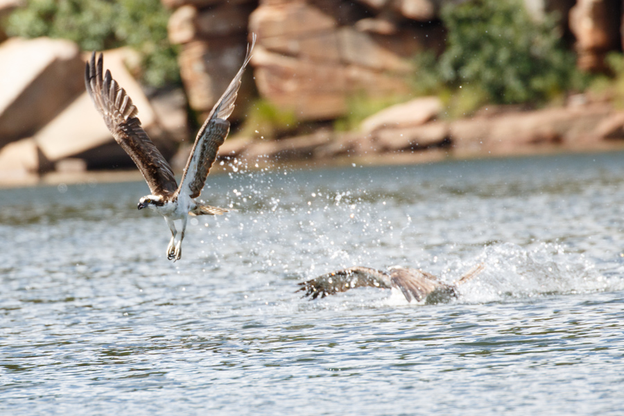 Osprey