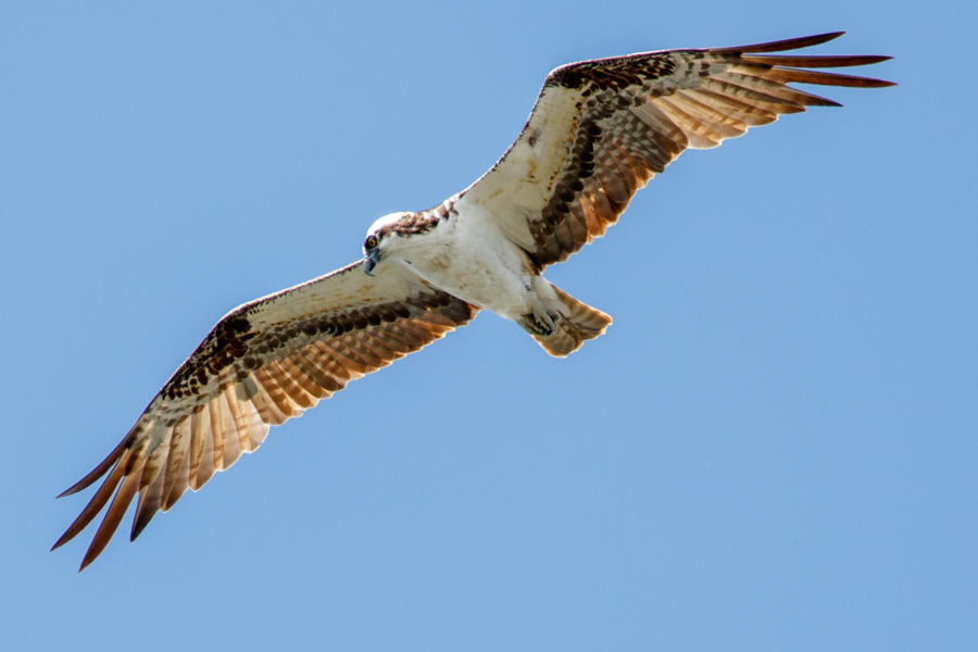 Osprey