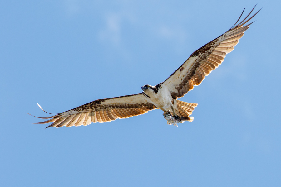 Osprey