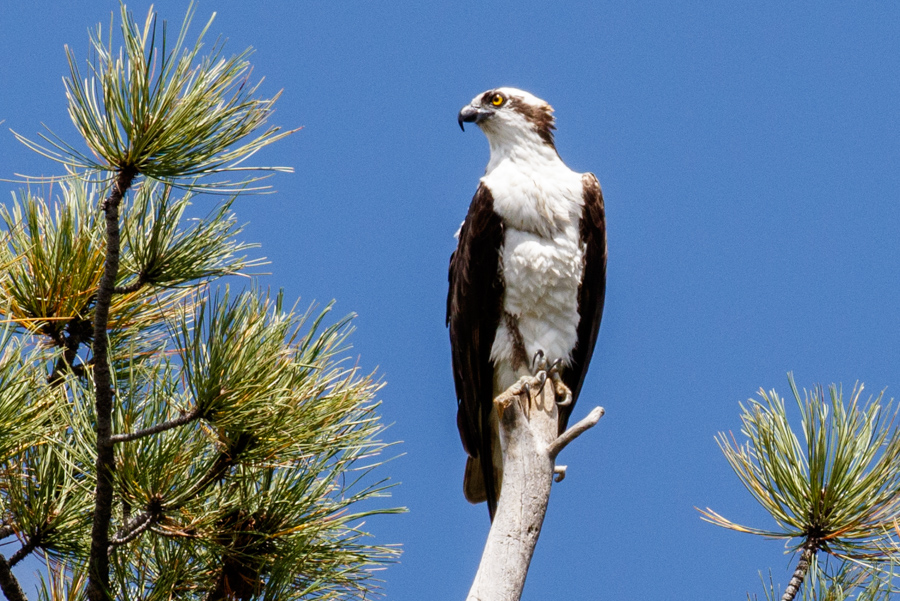 Osprey