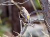 Yellow-rumped Warbler