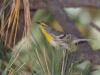 Grace's Warbler