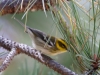 Townsend's Warbler