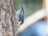 Pygmy Nuthatch