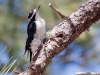 Hairy Woodpecker