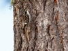 Brown Creeper