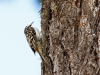 Brown Creeper