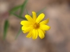 Brittlebush