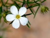 Santa Catalina Mountain Phlox