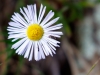 Spreading Fleabane