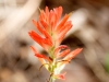 Wholeleaf Indian Paintbrush