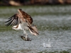 Osprey