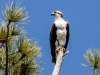 Osprey