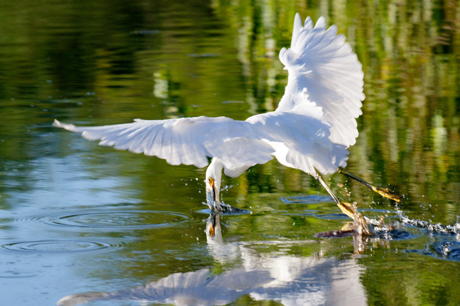 Snowy Egret