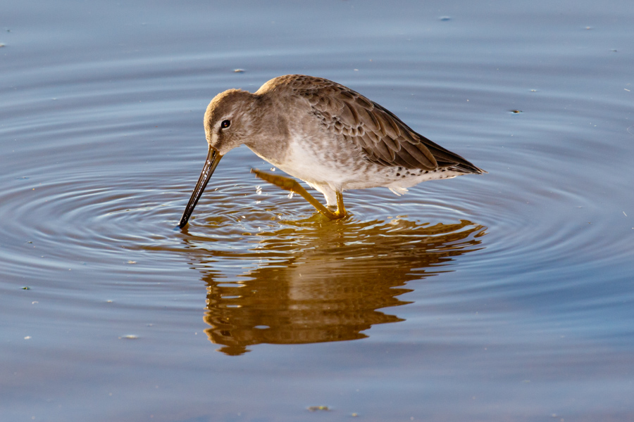 Long-billed Dowitcher