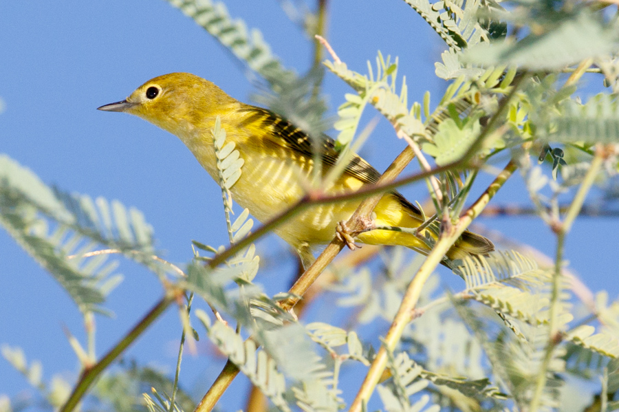 Wilson's Warbler