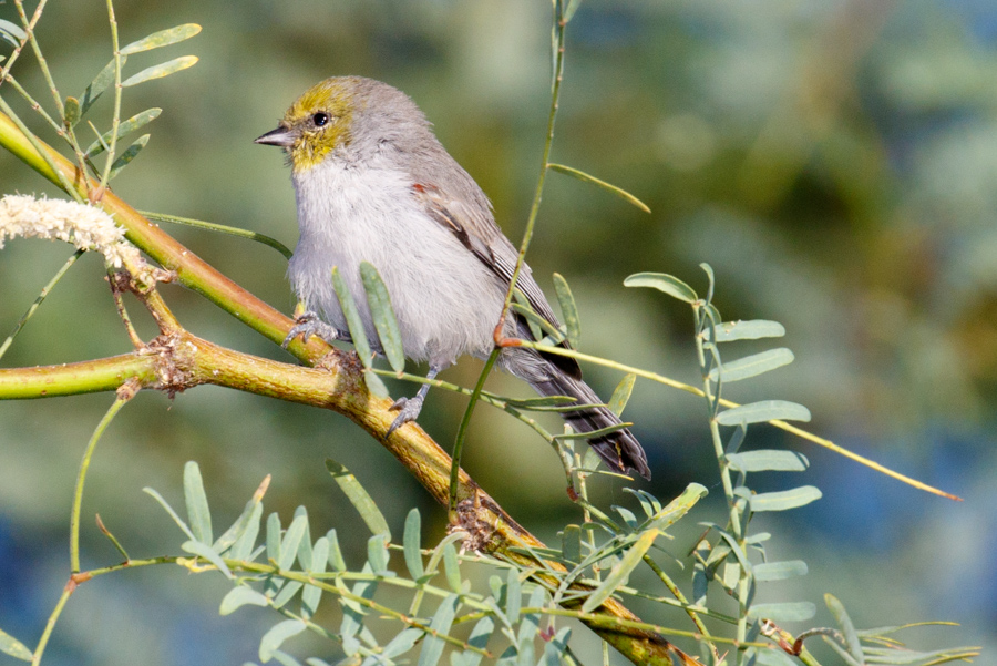 Verdin