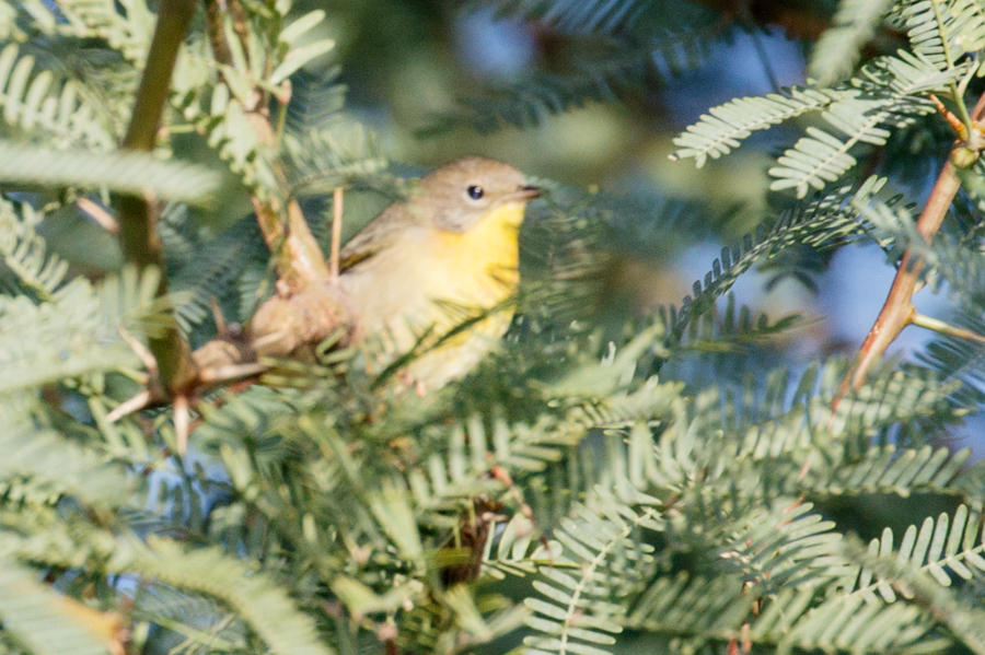 Nashville Warbler