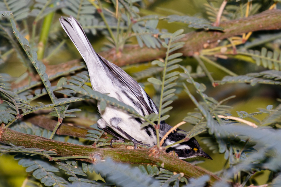 Black-throated Gray