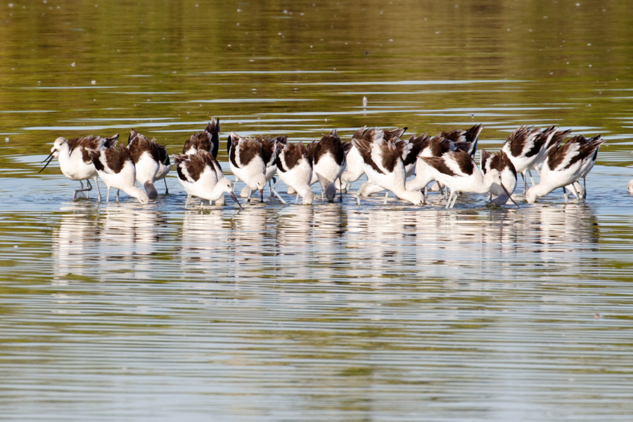 American Avocet