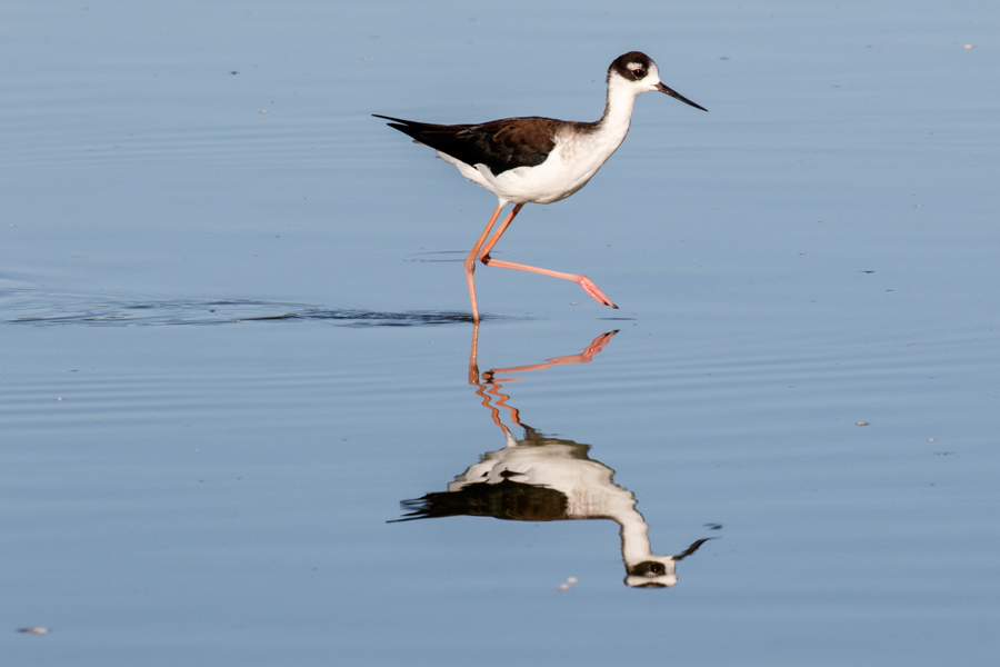 Black-necked Stilt