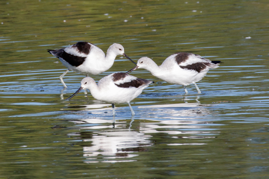 American Avocet