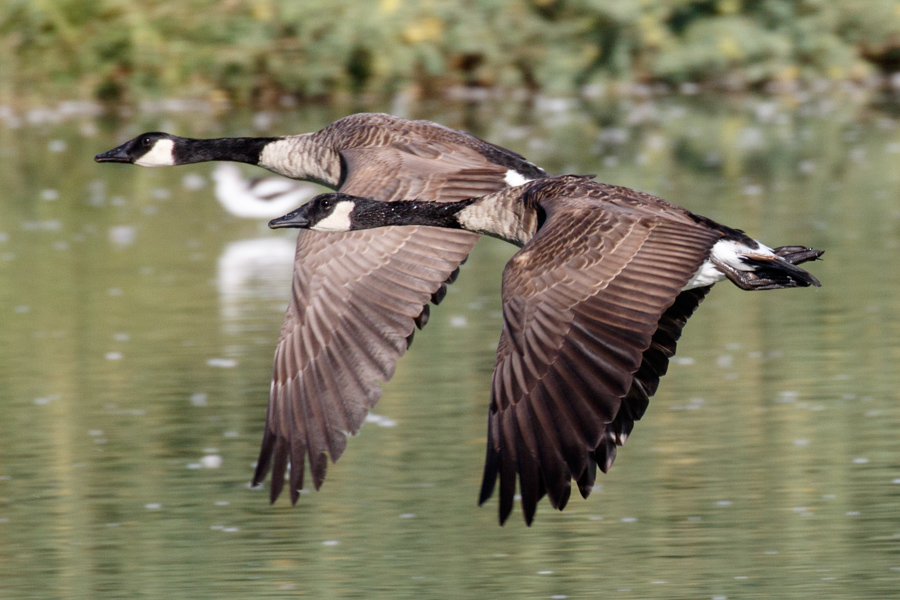 Canada Goose