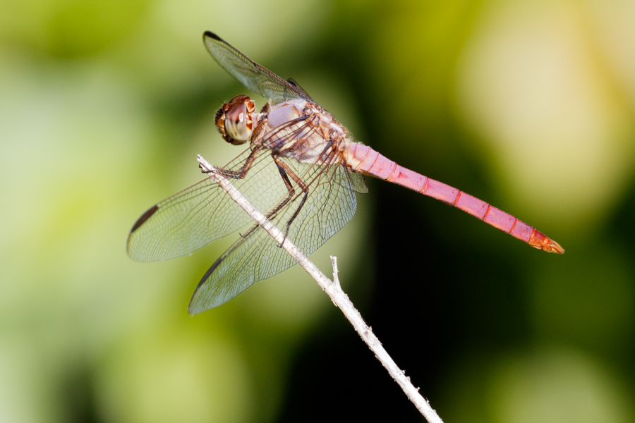 Roseate Skimmer