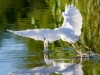 Snowy Egret