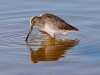 Long-billed Dowitcher