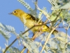 Wilson's Warbler