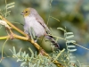 Verdin