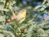 Nashville Warbler